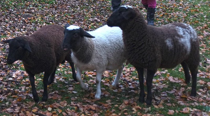 Lämmer von 2013 - Mitte Woelkchen