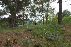 Foto: NABU/Tino Westphal - Düne am Tennisplatz